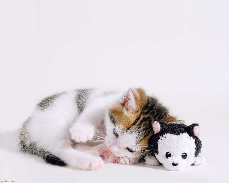calico kitten beside a kitten plush toy, cat, animals, kittens
