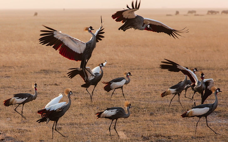 flock of gray birds, animals, cranes (bird), Kenya, group of animals