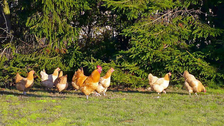 Visiting Chickens, country, farm, rooster, rural, widescreen