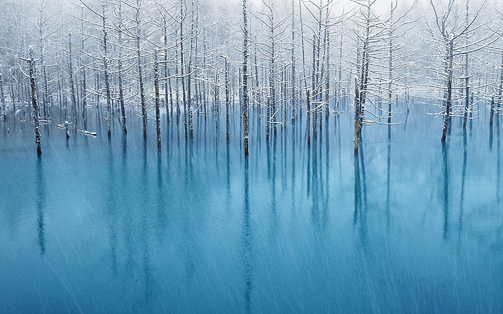 winter, trees, snow, ice, HD wallpaper