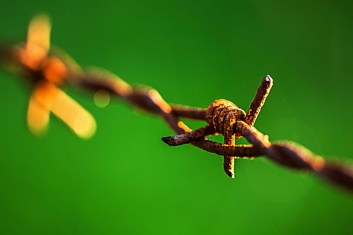 shallow focus photography of barbed wire, Makro, Stacheldraht, HD wallpaper