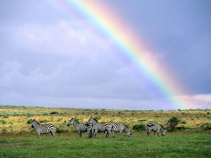Zebras and rainbow photo, wild nature, after rain, africa, safari Animals, HD wallpaper