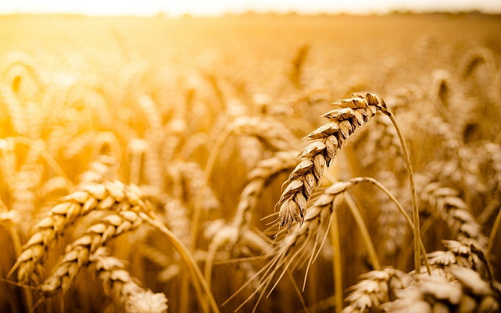 brown wheat field, macro, plants, cereal plant, agriculture, crop