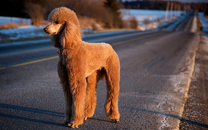 short-coated brown dog, poodle, road, trip, animal, pets, outdoors, HD wallpaper