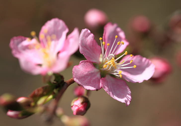 pink flower on branch, prunus japonica, japanese, prunus japonica, japanese, HD wallpaper