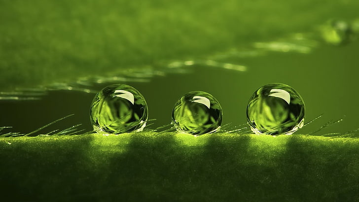 water drops, green color, selective focus, close-up, no people
