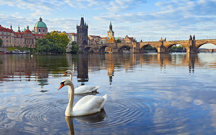 Prague, Czech Republic, Charles bridge, river, houses, Vltava, swans