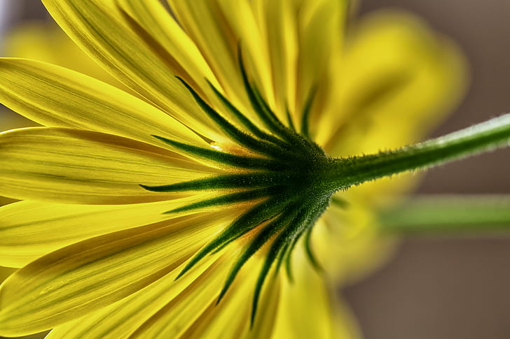 yellow Daisy selective focus photography, Vivid, Canon EOS 5D Mark III
