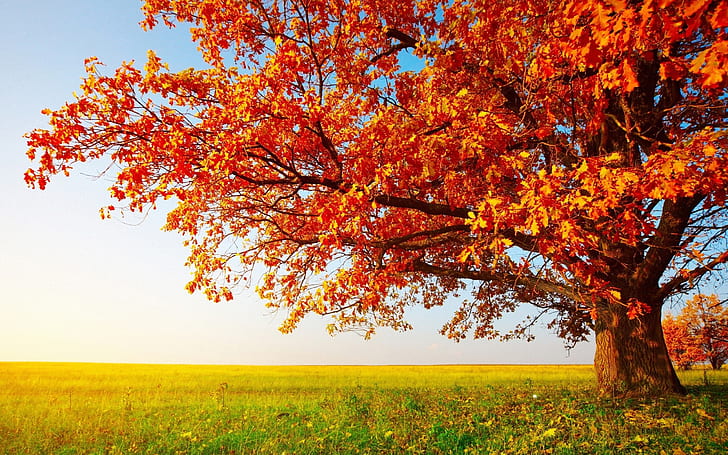 HD wallpaper: Big Autumn Tree, orange leaf tree, nature and landscape |  Wallpaper Flare