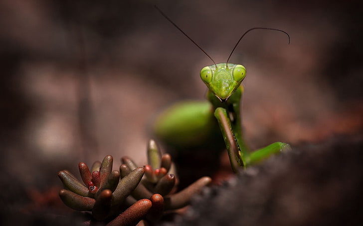 green praying mantis, insect, mustache, head, nature, plant, leaf, HD wallpaper