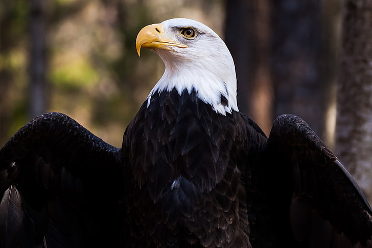 brown and white eagle, bald eagle, bird, predator, feathers, beak, HD wallpaper