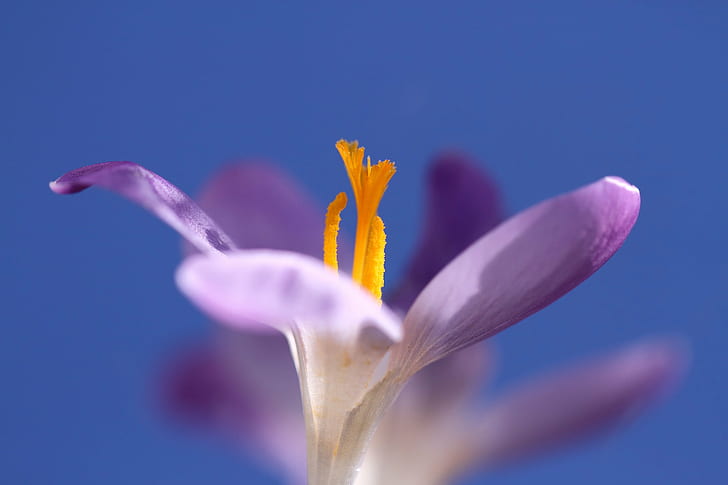 micro photography of purple and yellow petaled flower, crocus, crocus, HD wallpaper