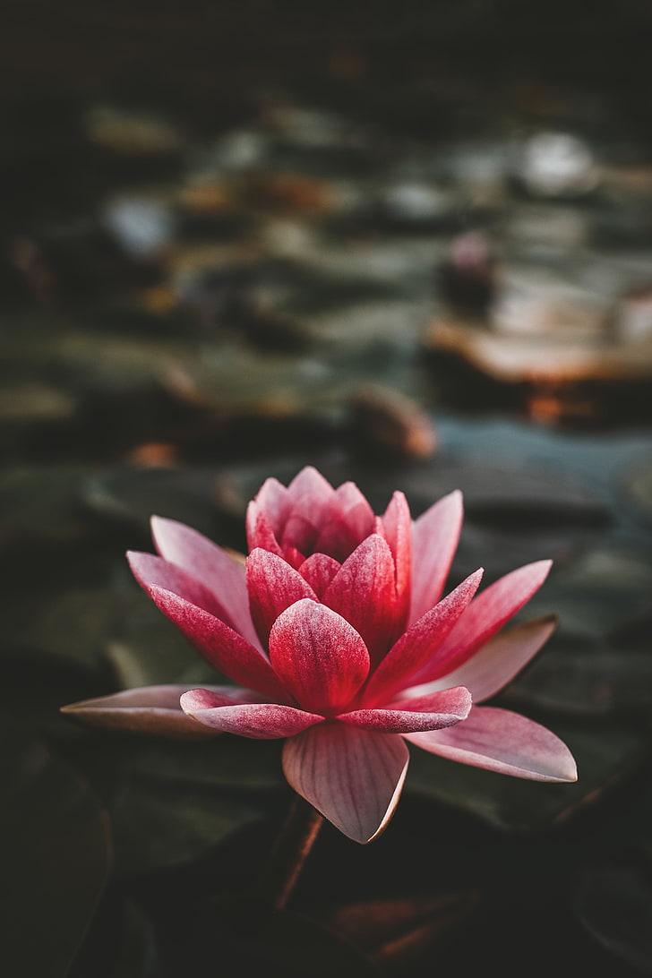 lotus, flowering, petals, indian lotus, sacred lotus, pink, HD wallpaper