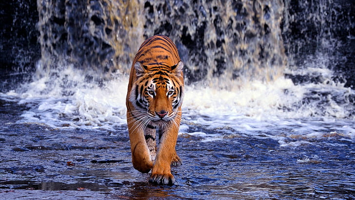 1080p, tiger Bengal