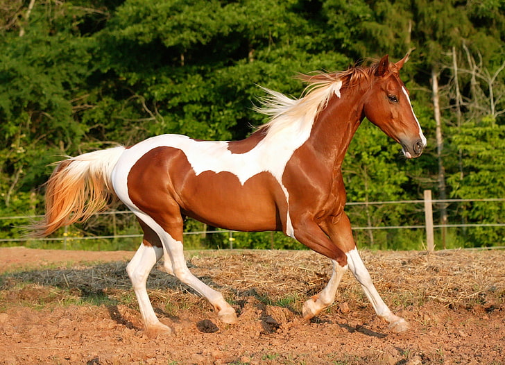 brown and white horse, running, trees, mane, animal, outdoors