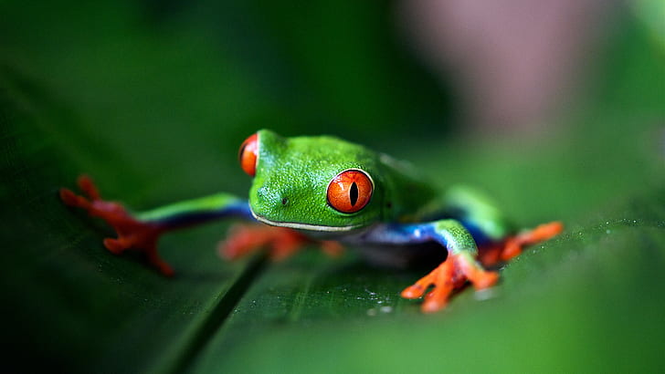 photography, frog, leaves