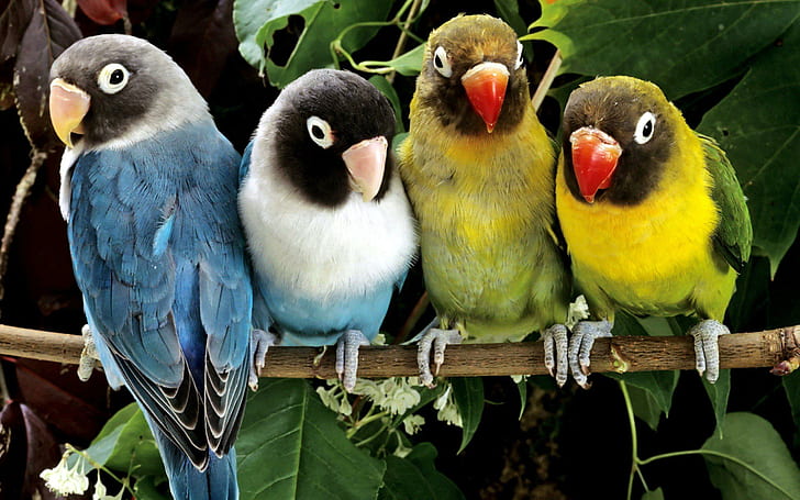 HD wallpaper: Birds Animals Parrots Love Bird Magazine | Wallpaper Flare