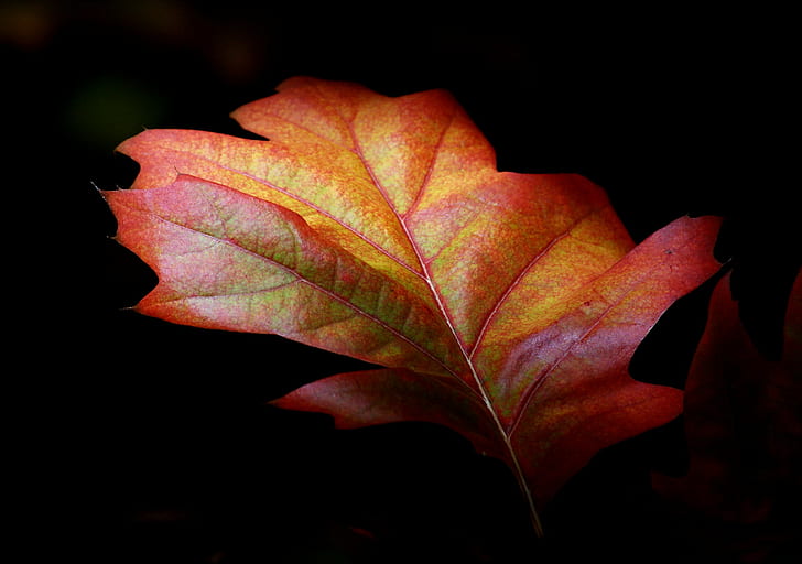 maroon and yellow leaf, Leaves, Autumn  Fall, colours, Orange, HD wallpaper