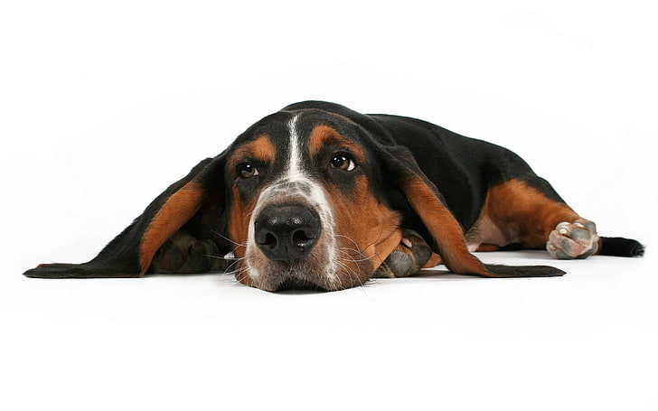 Basset hound, dogs, sleeping, ears, rest, canine, pets, domestic, HD wallpaper