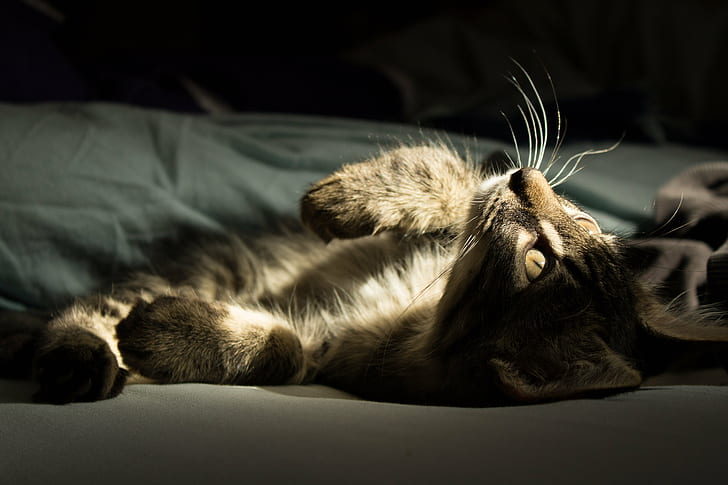 black and gray tabby cat, Sun, kitten, sunlight, bed, furry, fuzzy, HD wallpaper