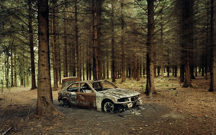 abandoned car in forest, vehicle, wreck, BMW, tree, land, plant, HD wallpaper