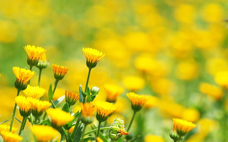 yellow flowers, field, glare, blurred, background, nature, plant