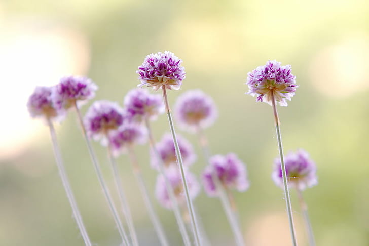 purple petaled flowers selective photography, aperture, 40D, shoot, HD wallpaper