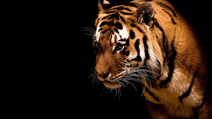brown tiger, animals, big cats, simple background, animal themes, HD wallpaper