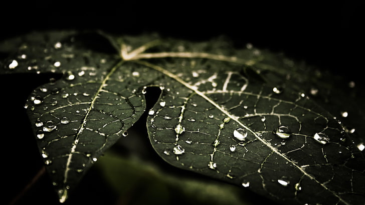 water, leaf, dew, moisture, drop, macro photography, close up