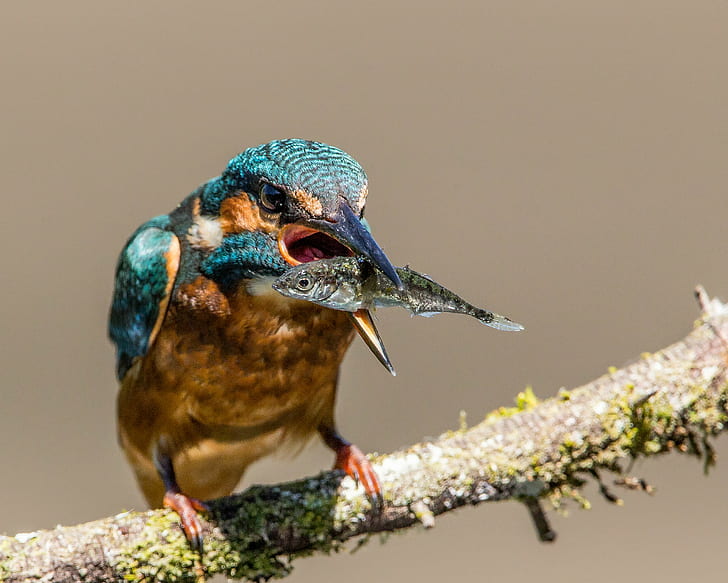 wildlife photography of kingfisher, Reprieve, Stickleback, escape, HD wallpaper