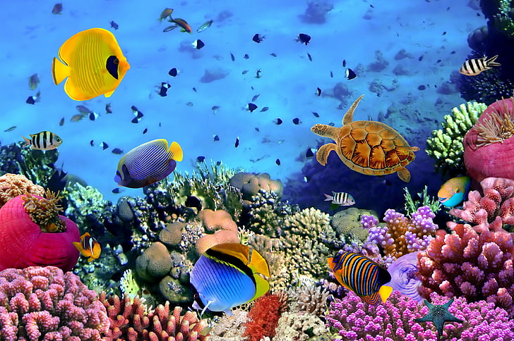 assorted-color fish, colorful, the bottom of the sea, underwater, HD wallpaper