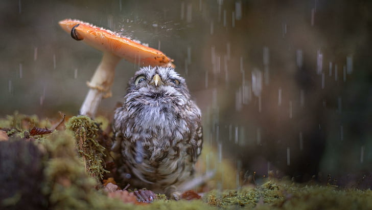 cute, owl, bird, mushroom, rain drops, moss, water, bathing, HD wallpaper