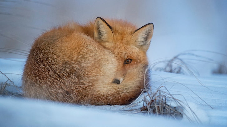 animals, cold, fox, winter, snow, mammal, one animal, animal themes, HD wallpaper