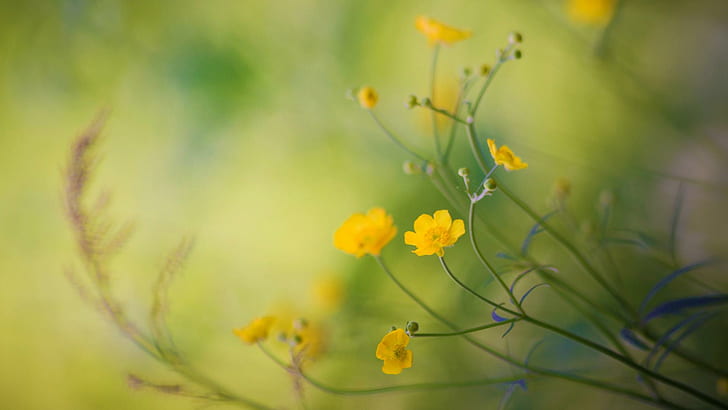 Buttercup flower, yellow flowers, HD wallpaper