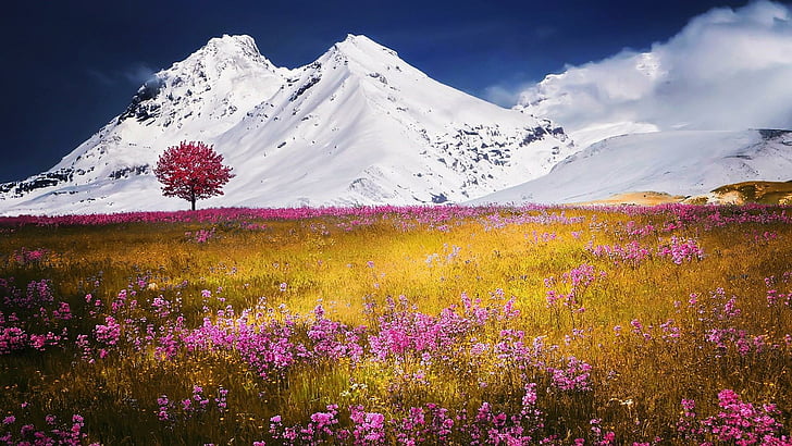 mountains, snow covered, snow cap, spring, bloomy, flowerfield