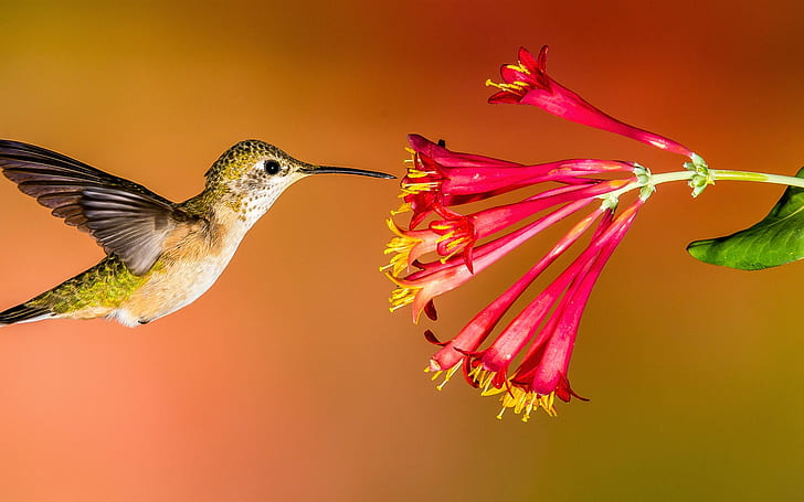 Hummingbird flying, red flowers