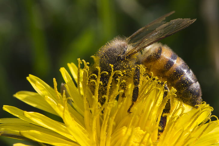 Bee in yellow flower, honey bee, honey bee, Bee  Bee, Bee  Honey, HD wallpaper