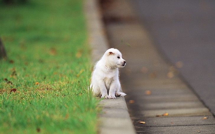 HD wallpaper: short-coated white puppy, baby, sitting, road, animal, cute,  pets | Wallpaper Flare