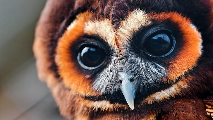 brown and gray owl, birds, closeup, animals, eyes, one animal