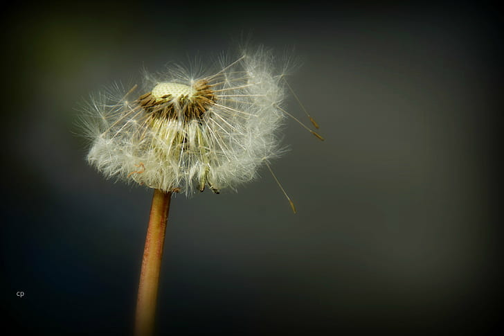 dandelion macro photography, ma fleur, nature, seed, plant, fluffy, HD wallpaper