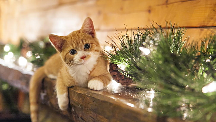 cat, christmas, decoration, xmas, mantel, kitten, lights, wood, HD wallpaper
