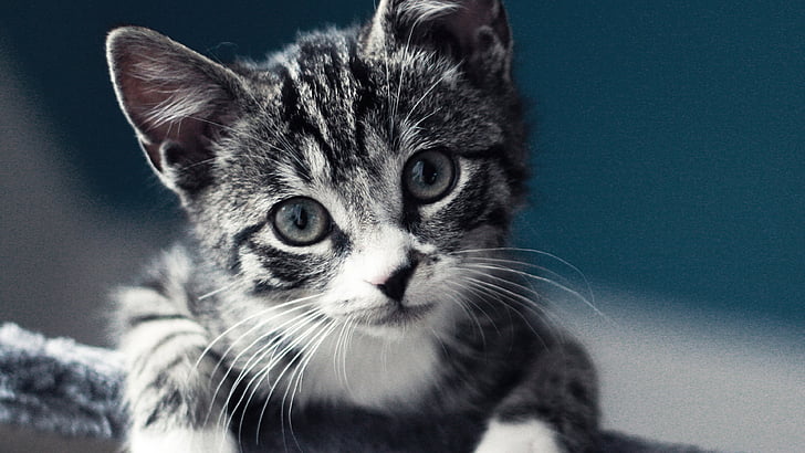 HD wallpaper: cat, kitten, feline, animal, domestic cat, fur, pet ...