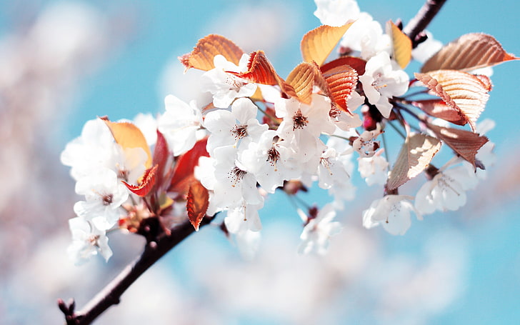 white flowers, macro, plants, nature, branch, tree, springtime, HD wallpaper