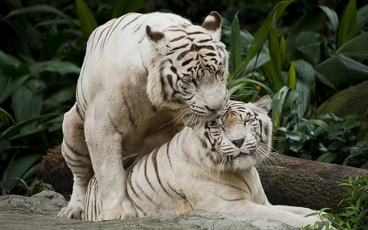 white and brown tiger plush toy, nature, animals, white tigers, HD wallpaper