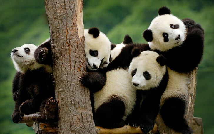 3, baby, Baer, bears, cute, Panda, Pandas, HD wallpaper