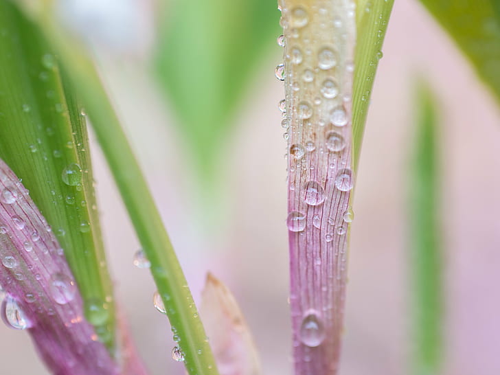 micro photography of dew, Pink, stem, Blumen, Frühling, Spring, HD wallpaper