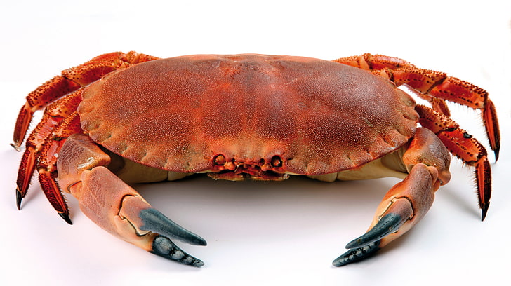 brown crab, close up, white background, seafood, claw, prepared Crab, HD wallpaper