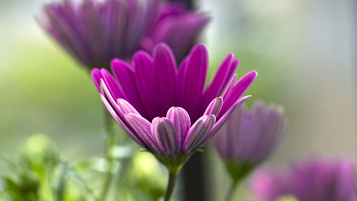 Coneflower, Purple Flowers, Macro, Nature, HD wallpaper
