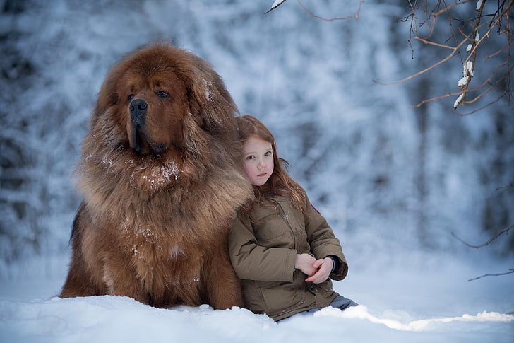 winter, snow, mood, dog, girl, friends, Tibetan Mastiff