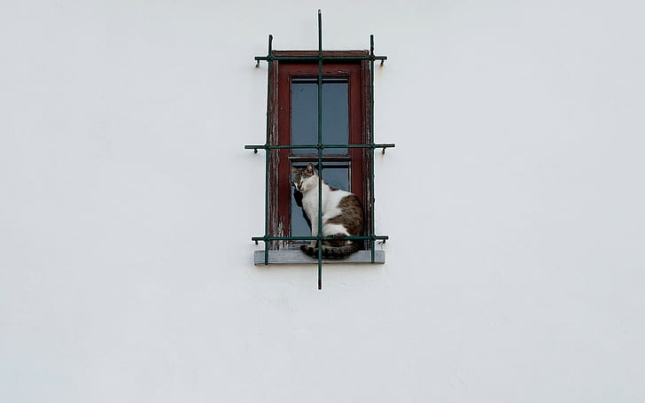 simple background, wall, animals, cat, pet, window, Lattice, HD wallpaper